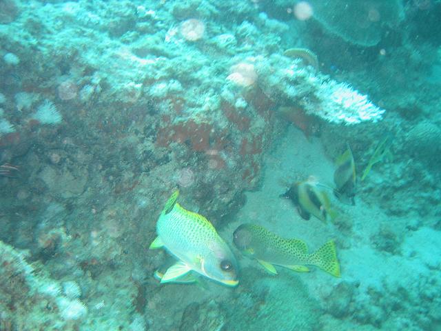 Massawa dykning 051