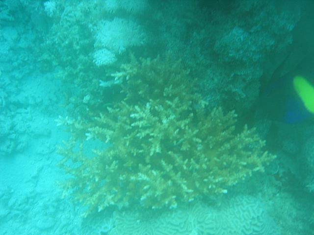 Massawa dykning 078